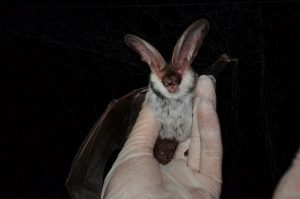 Bats - Creston Valley